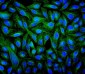 Anti-Beta Tubulin TUBB Antibody Picoband™ (monoclonal, 2E11)
